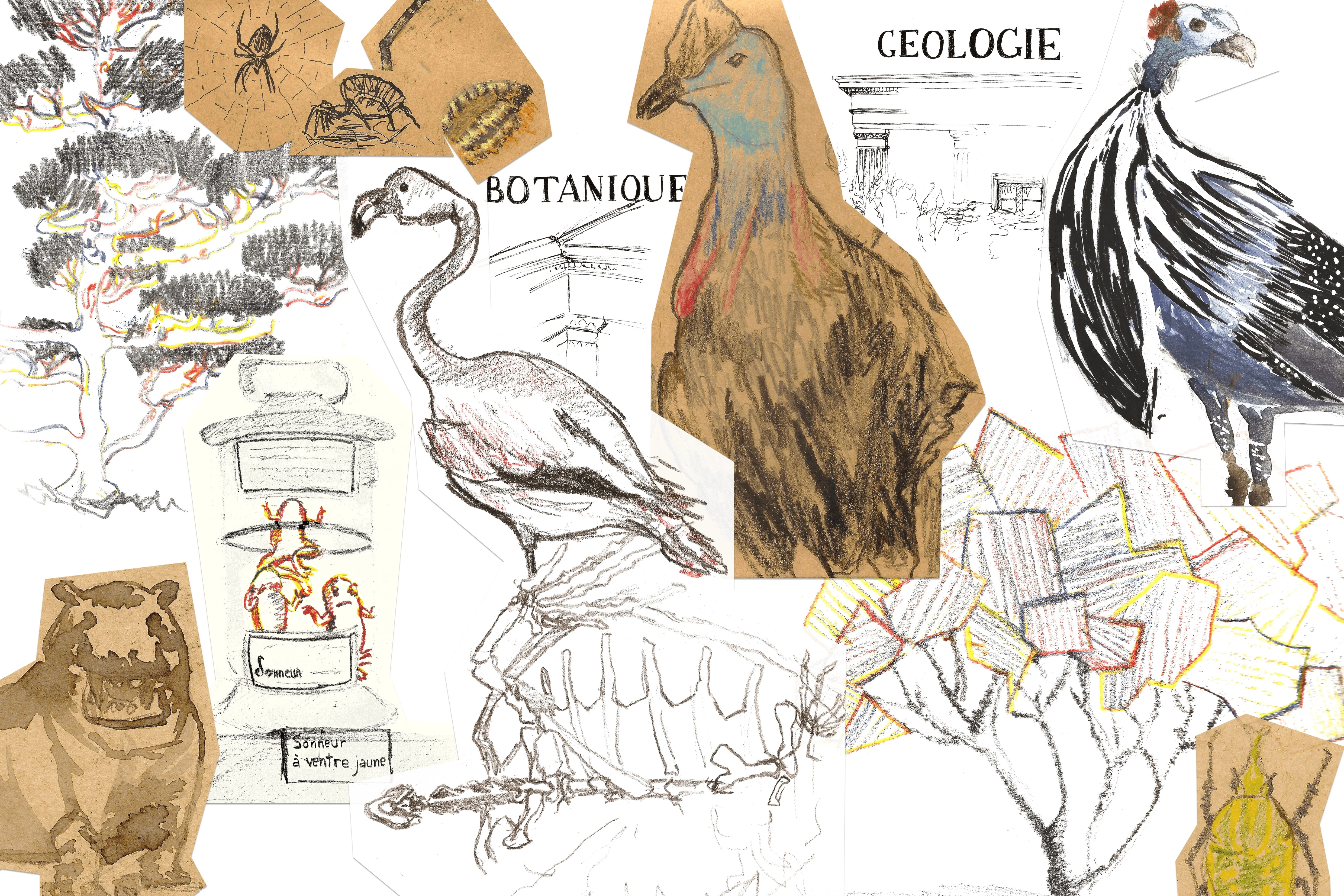 Sketches of fauna and flora, illustrating botanical and geological studies.